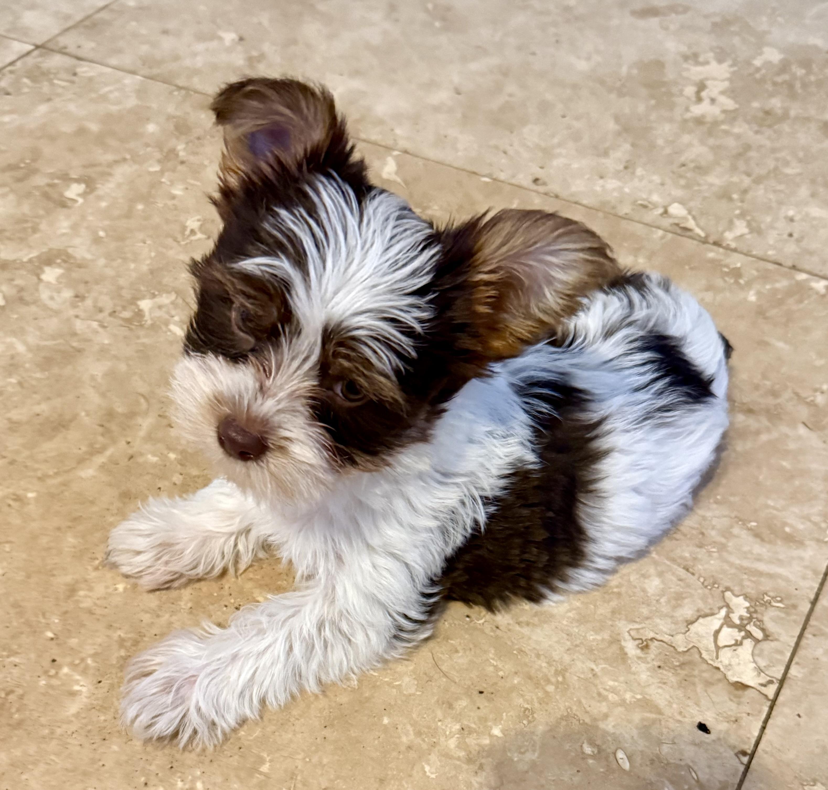 Hypoallergenic Boy Yorkie Pup, an adopted Yorkshire Terrier in Boca Raton, FL image 2/6