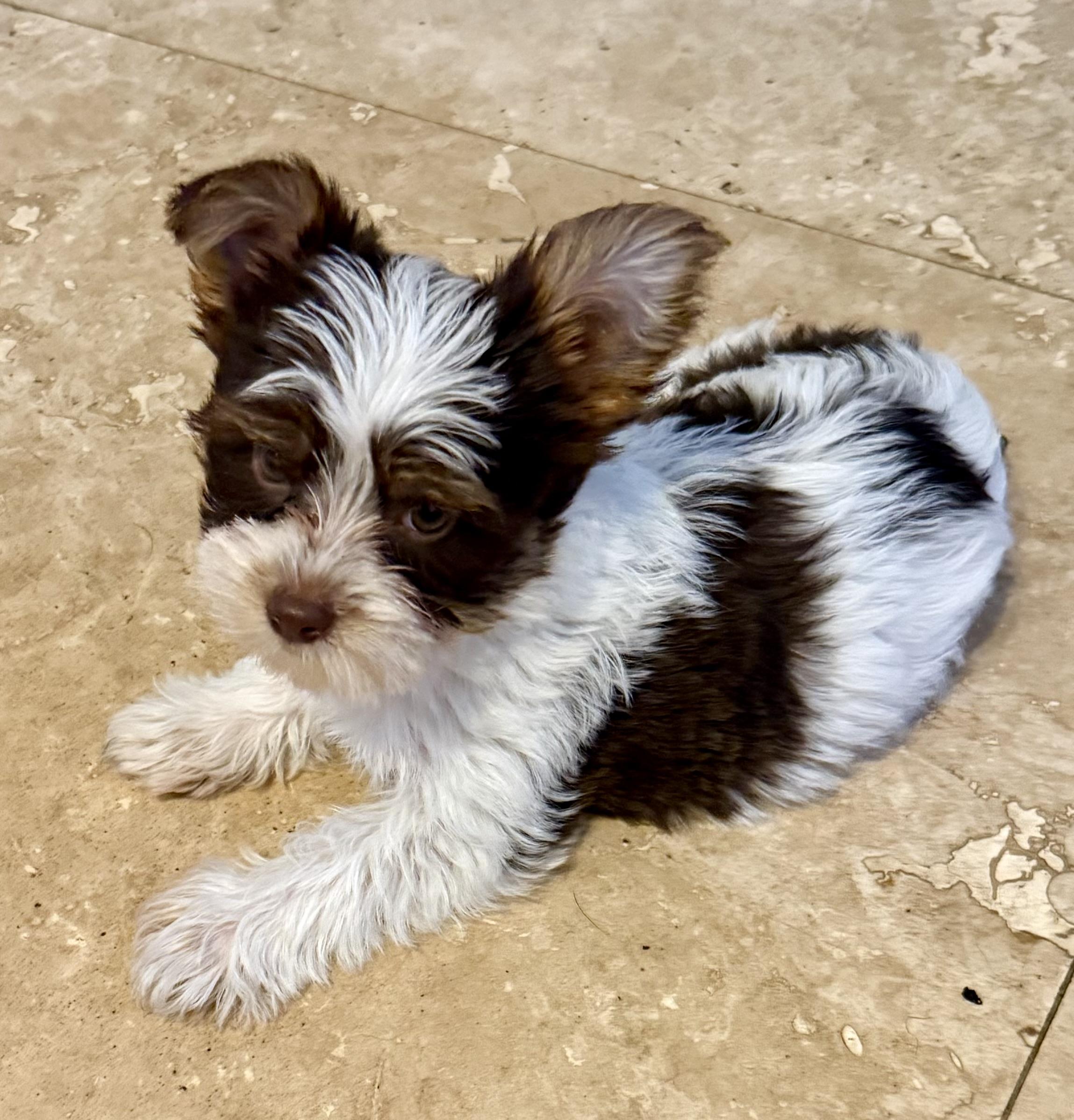 Hypoallergenic Boy Yorkie Pup, an adopted Yorkshire Terrier in Boca Raton, FL image 4/6