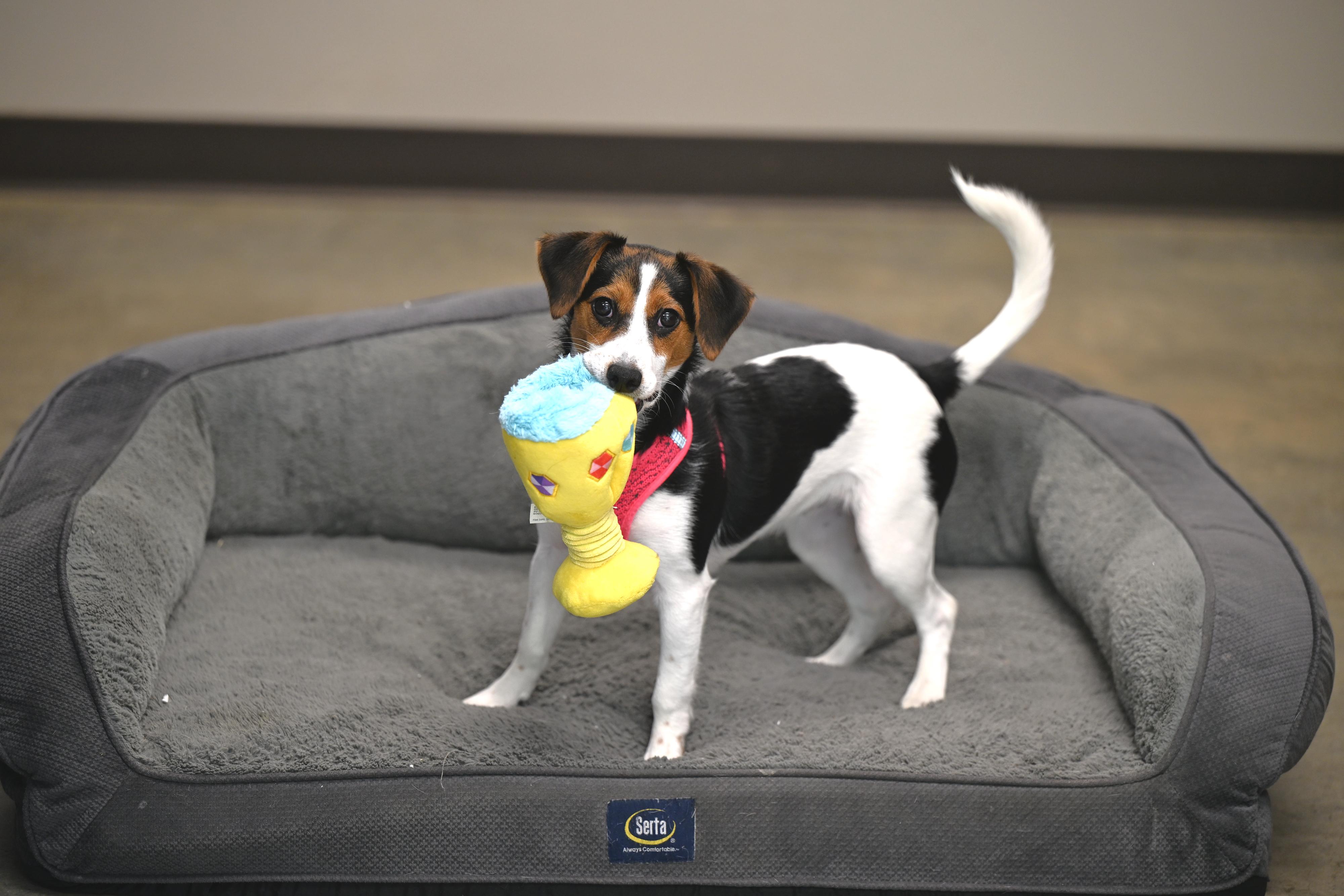 Sassy, adopted, Young Female Jack Russell Terrier & Beagle.