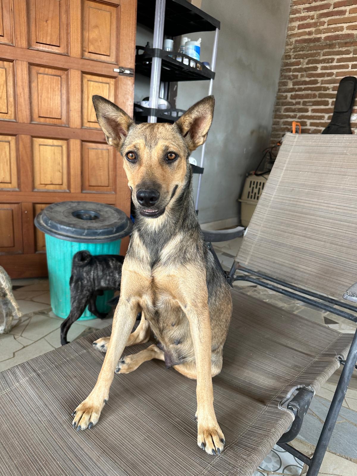 Enlarge Fox, a Adoptable Mixed Breed in Springfield, OR image 3/5