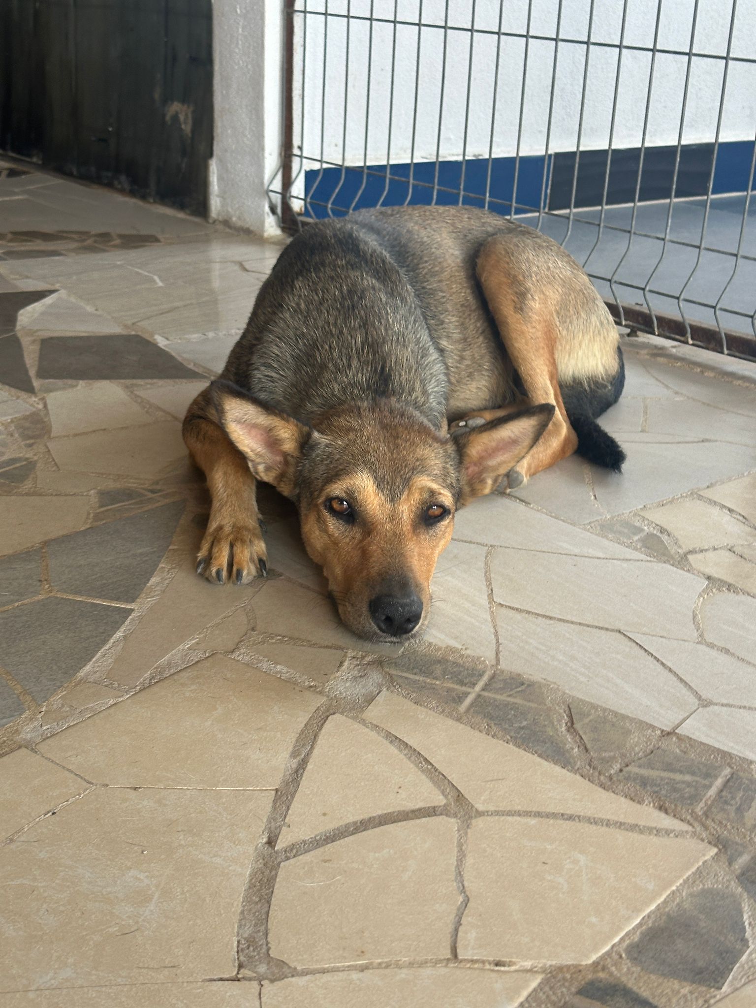 Enlarge Fox, a Adoptable Mixed Breed in Springfield, OR image 5/5