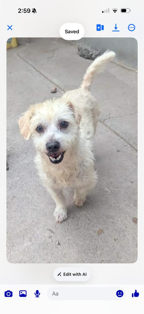 Enlarge Bowie, a Adoptable mixed breed in San Diego, CA image 1/1