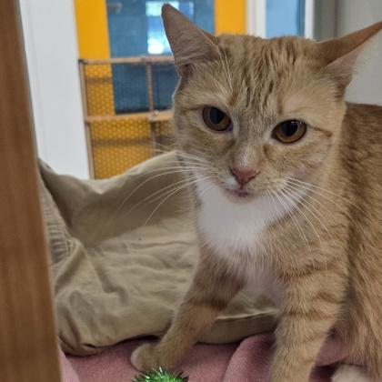 Enlarge Treasure, a Adoptable mixed breed in Voorhees, NJ image 1/1