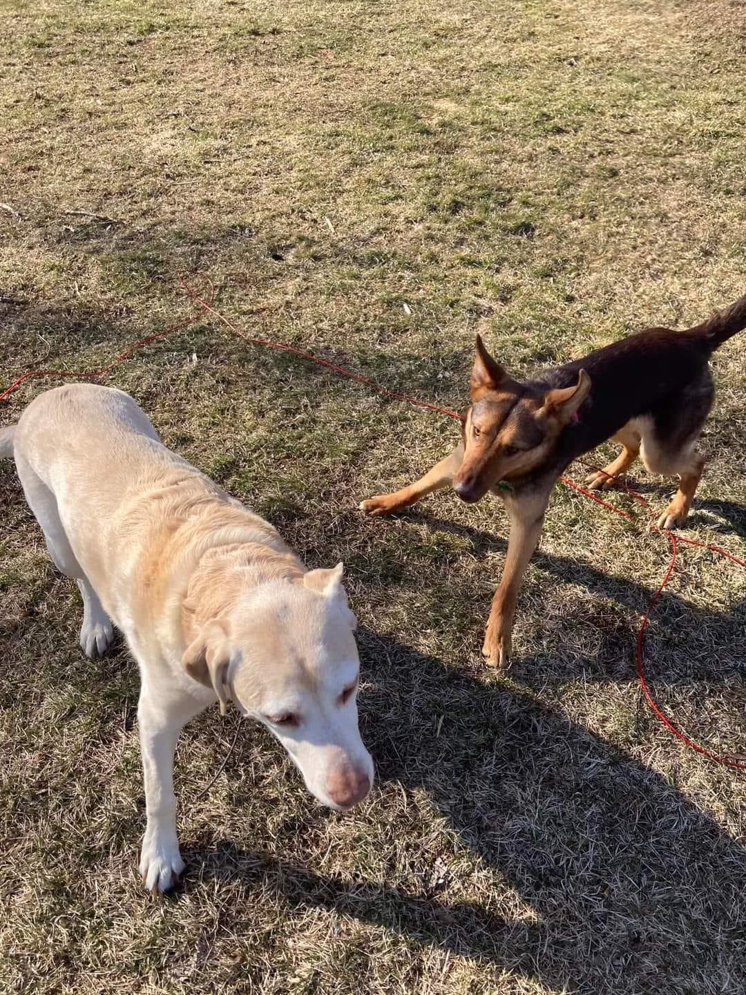 Willow, Adopted, Adult Female German Shepherd Dog.
