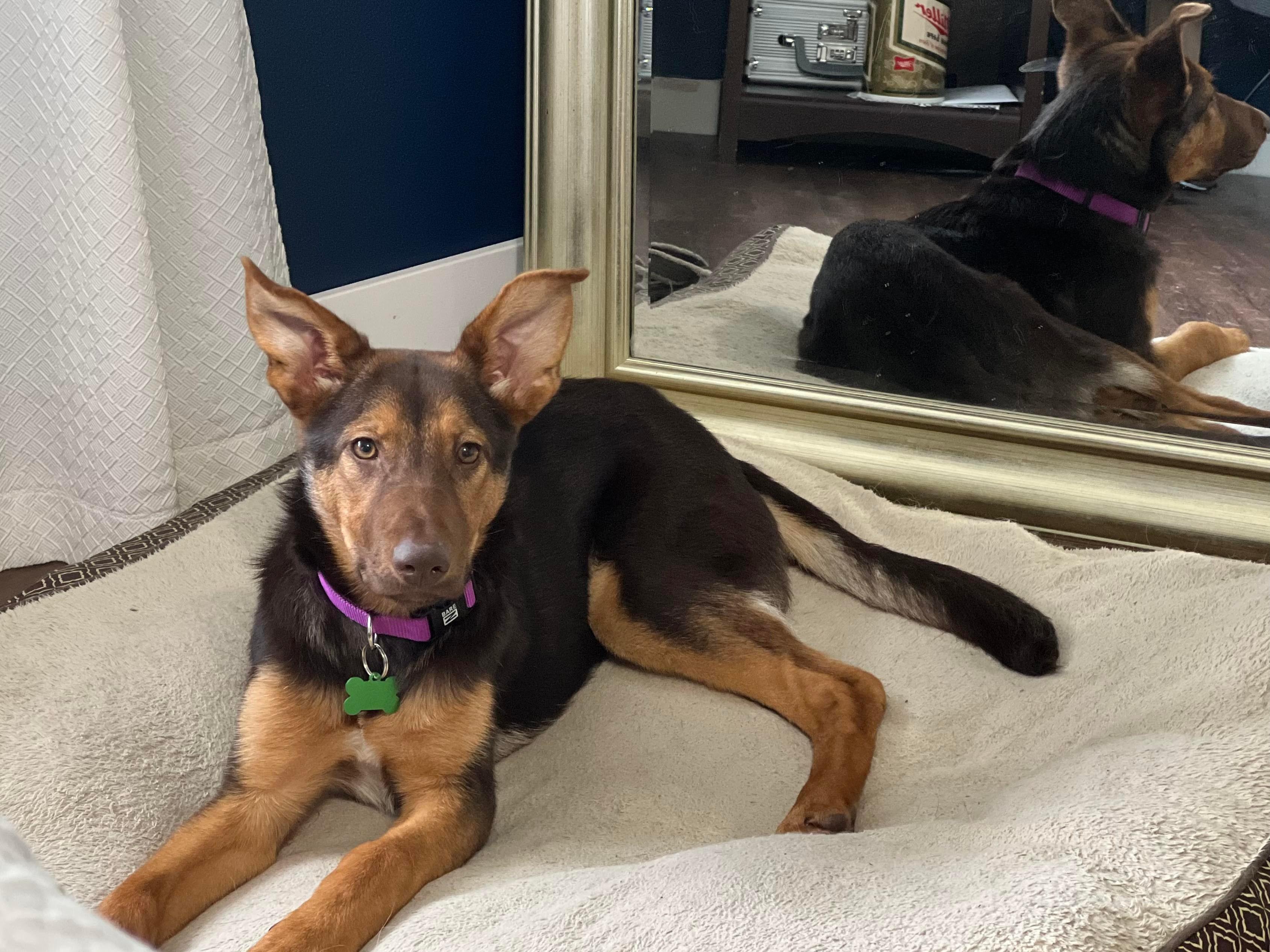 Enlarge Willow, a Adopted mixed breed in Little Chute, WI image 2/6
