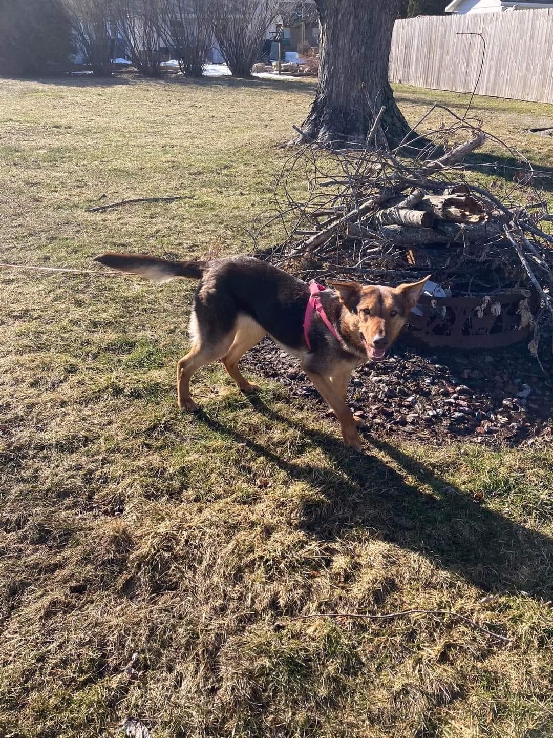 Enlarge Willow, a Adopted mixed breed in Little Chute, WI image 6/6