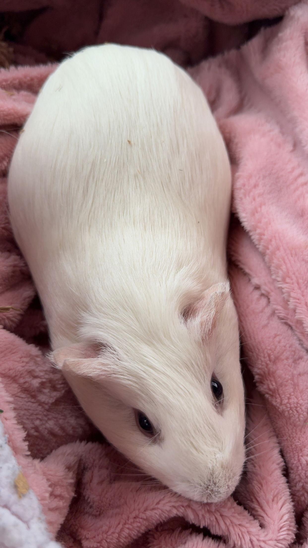 Enlarge Mara, a Adoptable Guinea Pig in Aurora, IL image 2/2