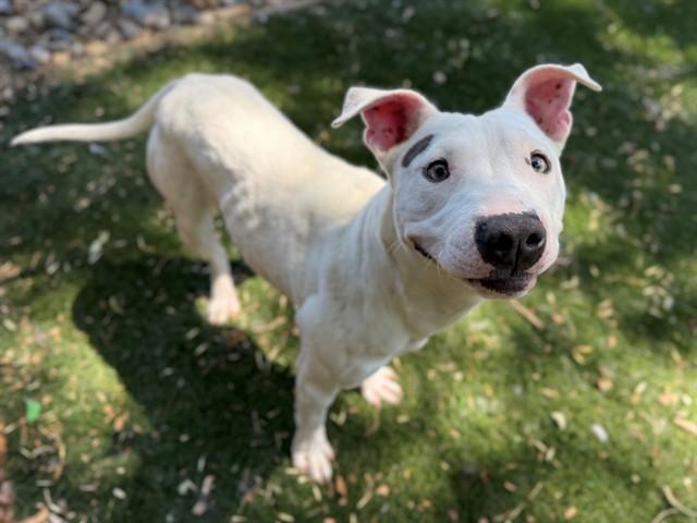 BROOK, Adoptable, Young Female Bull Terrier & Pit Bull Terrier.