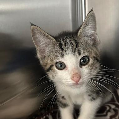 Taco Bell, Adoptable, Kitten Male Domestic Short Hair.