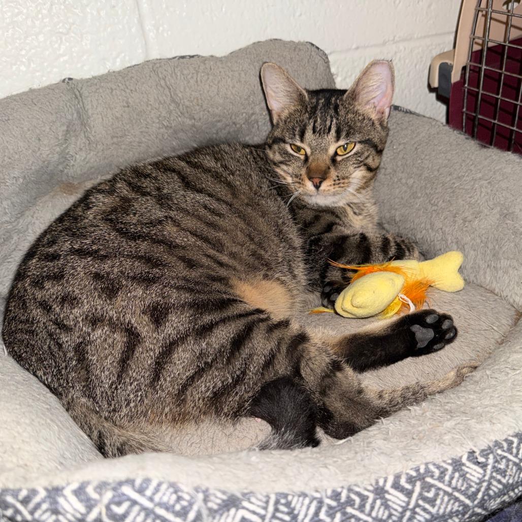 Enlarge Lava Cake, a Adoptable Domestic Short Hair in Medina, OH image 1/3