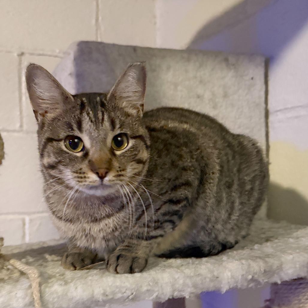 Enlarge Lava Cake, a Adoptable Domestic Short Hair in Medina, OH image 2/3