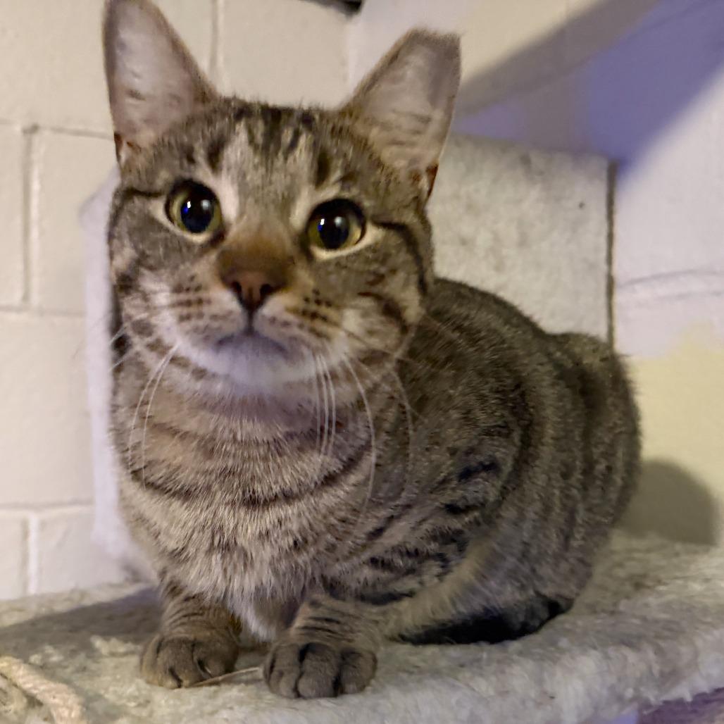 Enlarge Lava Cake, a Adoptable Domestic Short Hair in Medina, OH image 3/3