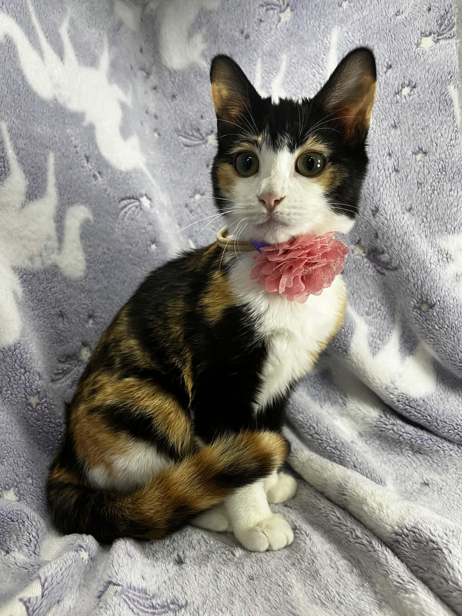 Halo, a ADOPTABLE Calico in Tavares, FL image 2/3