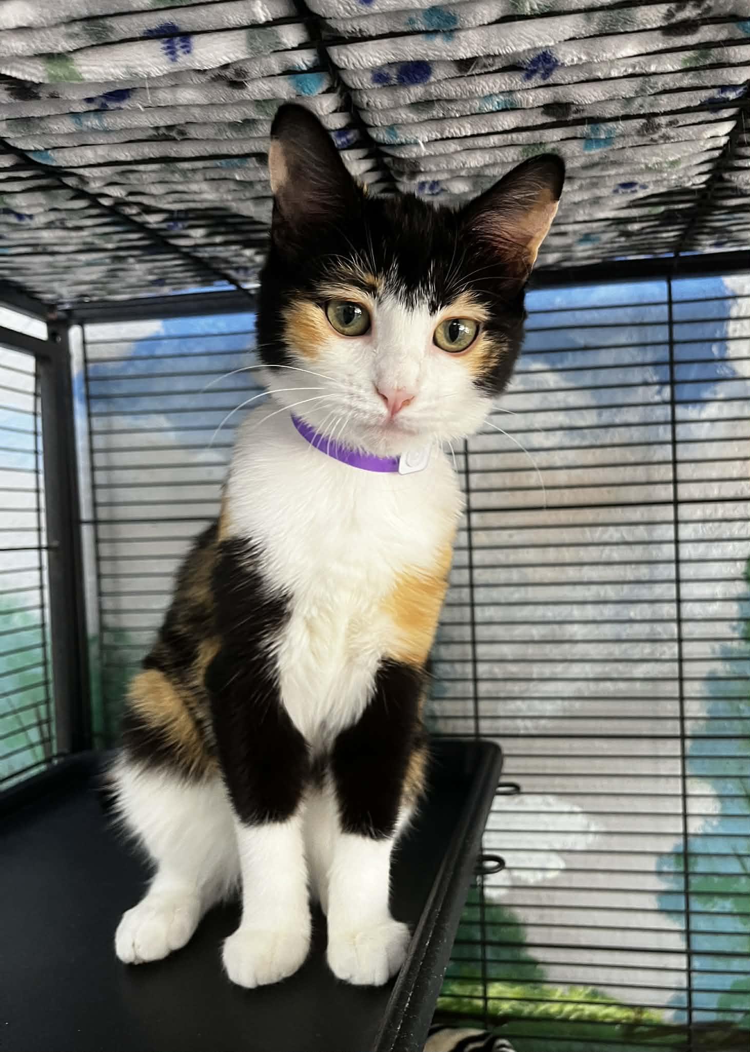 Halo, a ADOPTABLE Calico in Tavares, FL image 3/3
