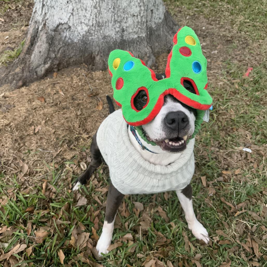 Babygirl (Reduced Rover), Adoptable, Senior Female Pit Bull Terrier.