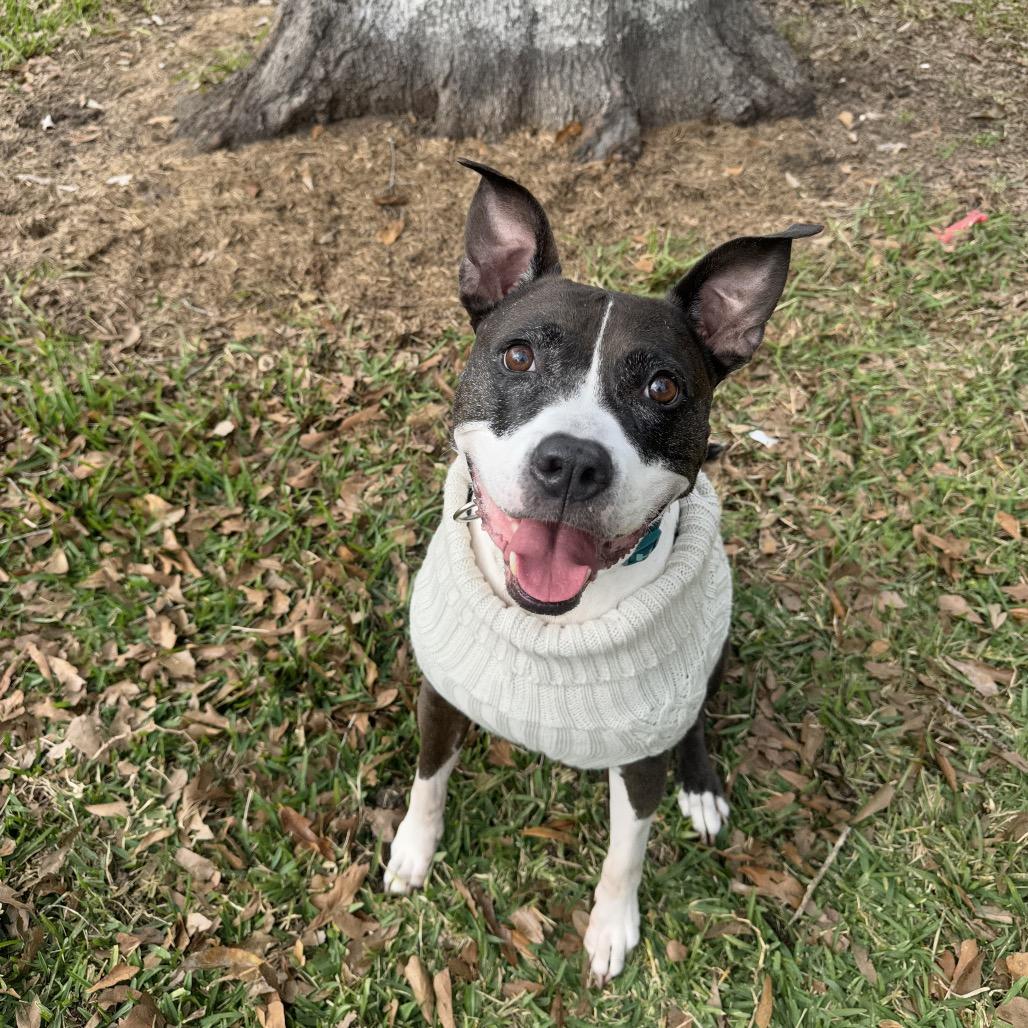 Babygirl (Reduced Rover), Adoptable, Senior Female Pit Bull Terrier.