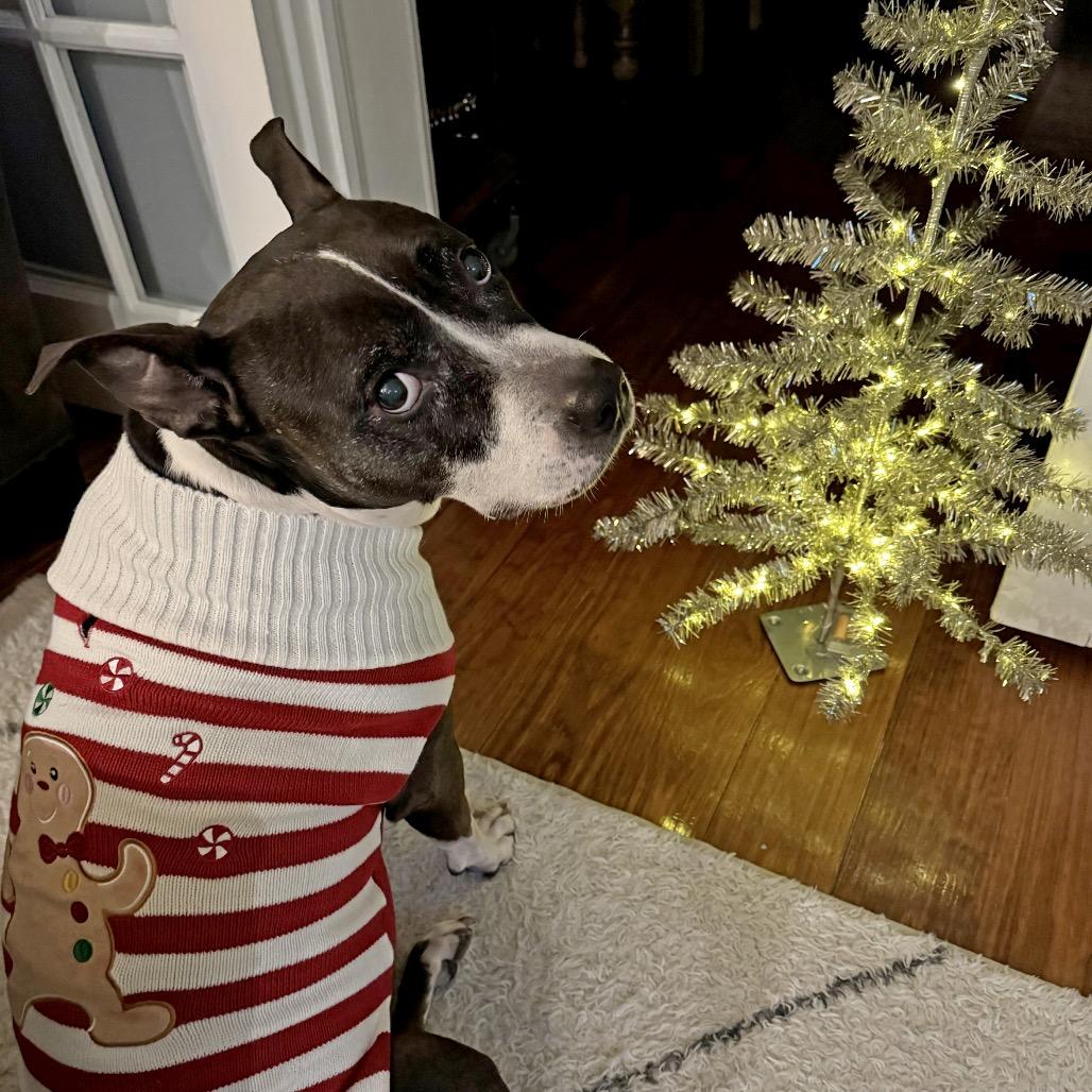 Enlarge Babygirl (Reduced Rover), a Adoptable mixed breed in New Orleans, LA image 1/6