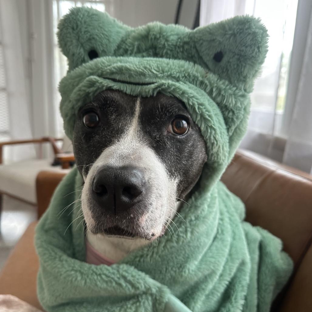 Enlarge Babygirl (Reduced Rover), a Adoptable mixed breed in New Orleans, LA image 4/6