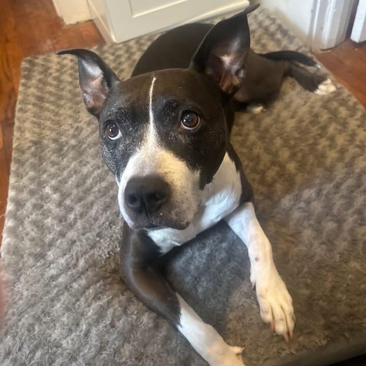 Enlarge Babygirl (Reduced Rover), a Adoptable mixed breed in New Orleans, LA image 6/6