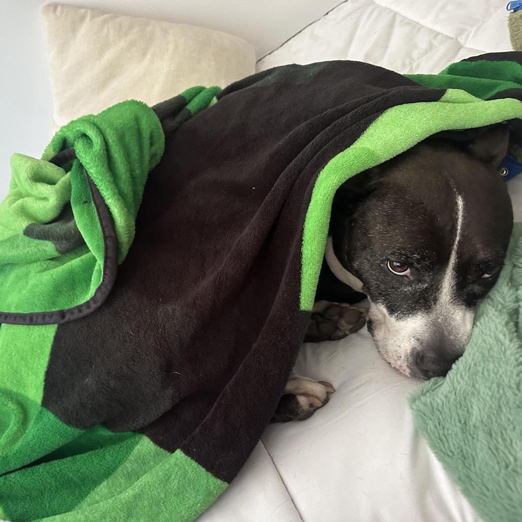 Babygirl (Reduced Rover), a Adoptable mixed breed in New Orleans, LA image 6/6