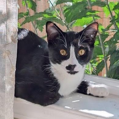 Oscar, Adoptable, Young Male Domestic Short Hair.