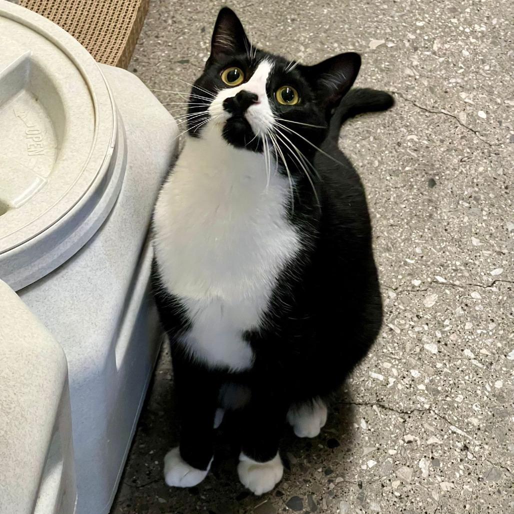 Enlarge Oscar, a Adoptable Domestic Short Hair in Morgan Hill, CA image 2/3