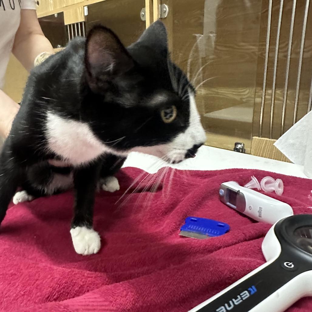 Enlarge Oscar, a Adoptable Domestic Short Hair in Morgan Hill, CA image 2/2