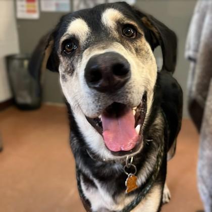 Enlarge Kenai, an adoptable mixed breed in Rapid City, SD image 1/2