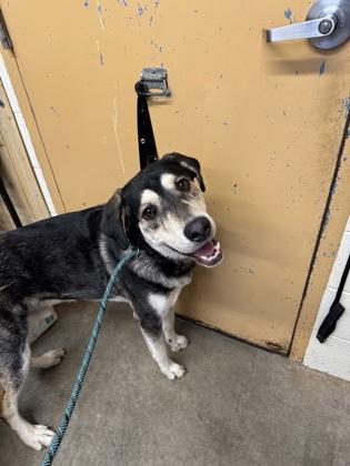 Enlarge Kenai, an adoptable mixed breed in Rapid City, SD image 2/2