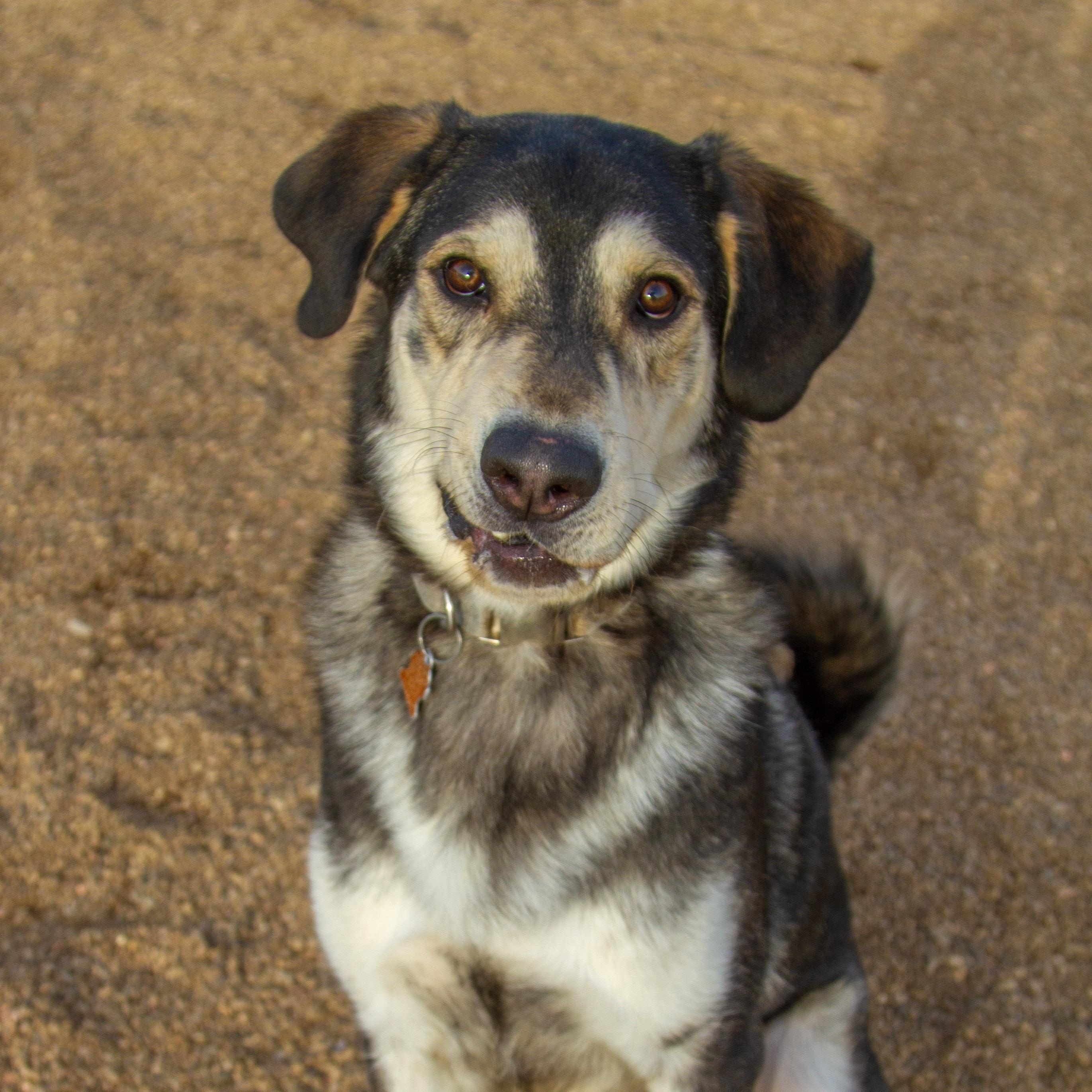 Kenai, adoptable, Young Male Alaskan Malamute.