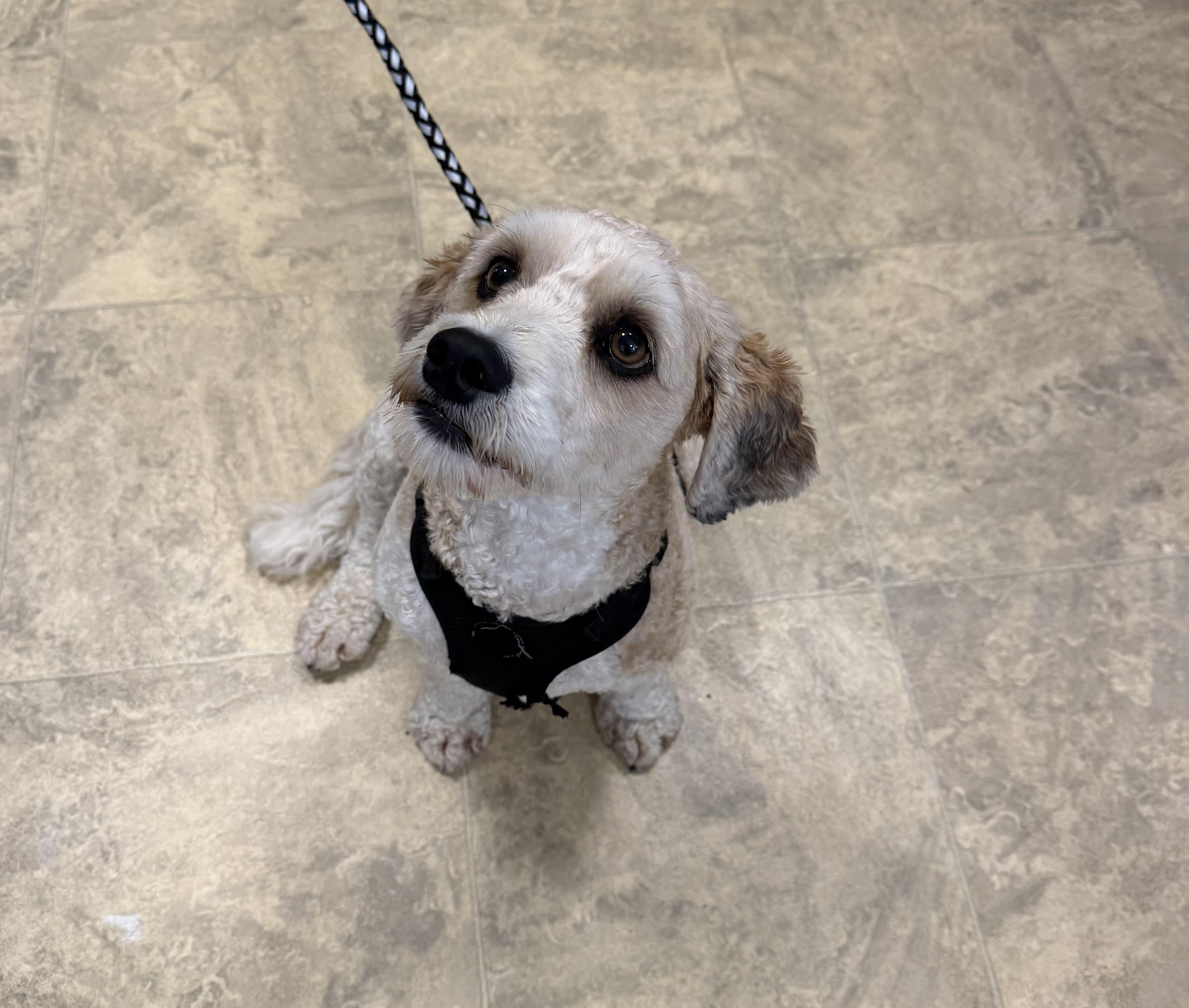 Peanut, a ADOPTABLE Goldendoodle in Chisholm, MN image 2/5