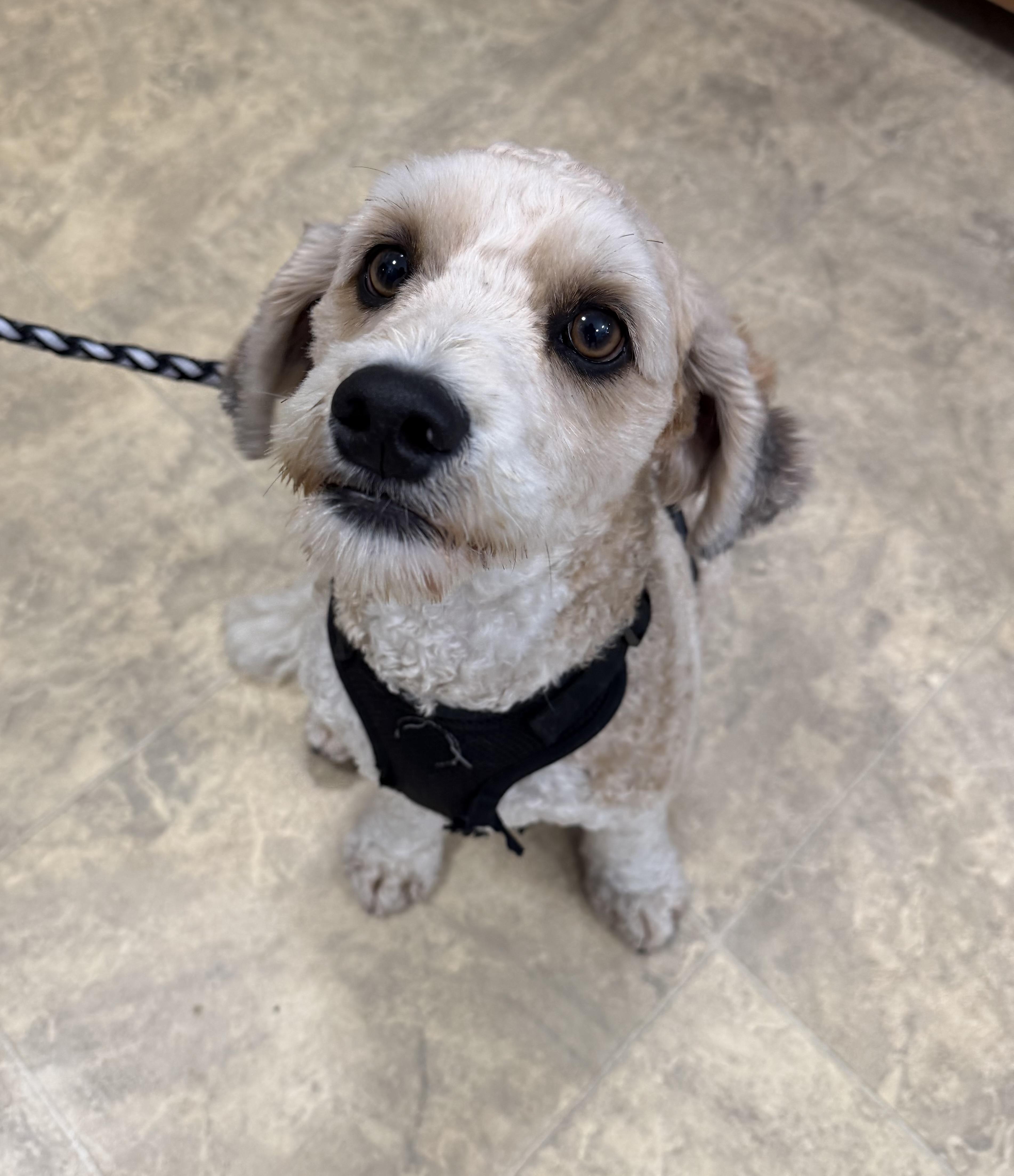 Peanut, a ADOPTABLE Goldendoodle in Chisholm, MN image 3/5