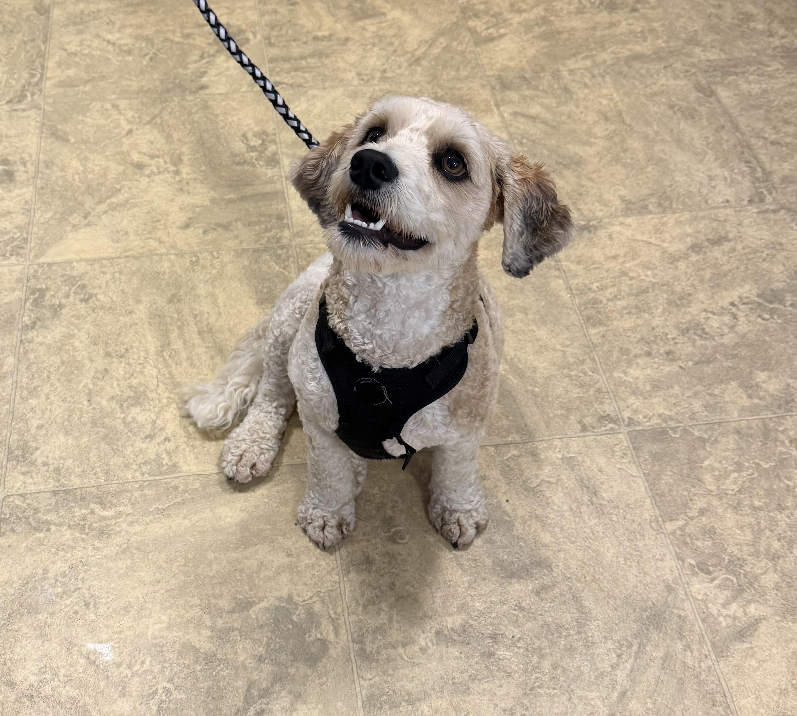 Peanut, a ADOPTABLE Goldendoodle in Chisholm, MN image 4/5