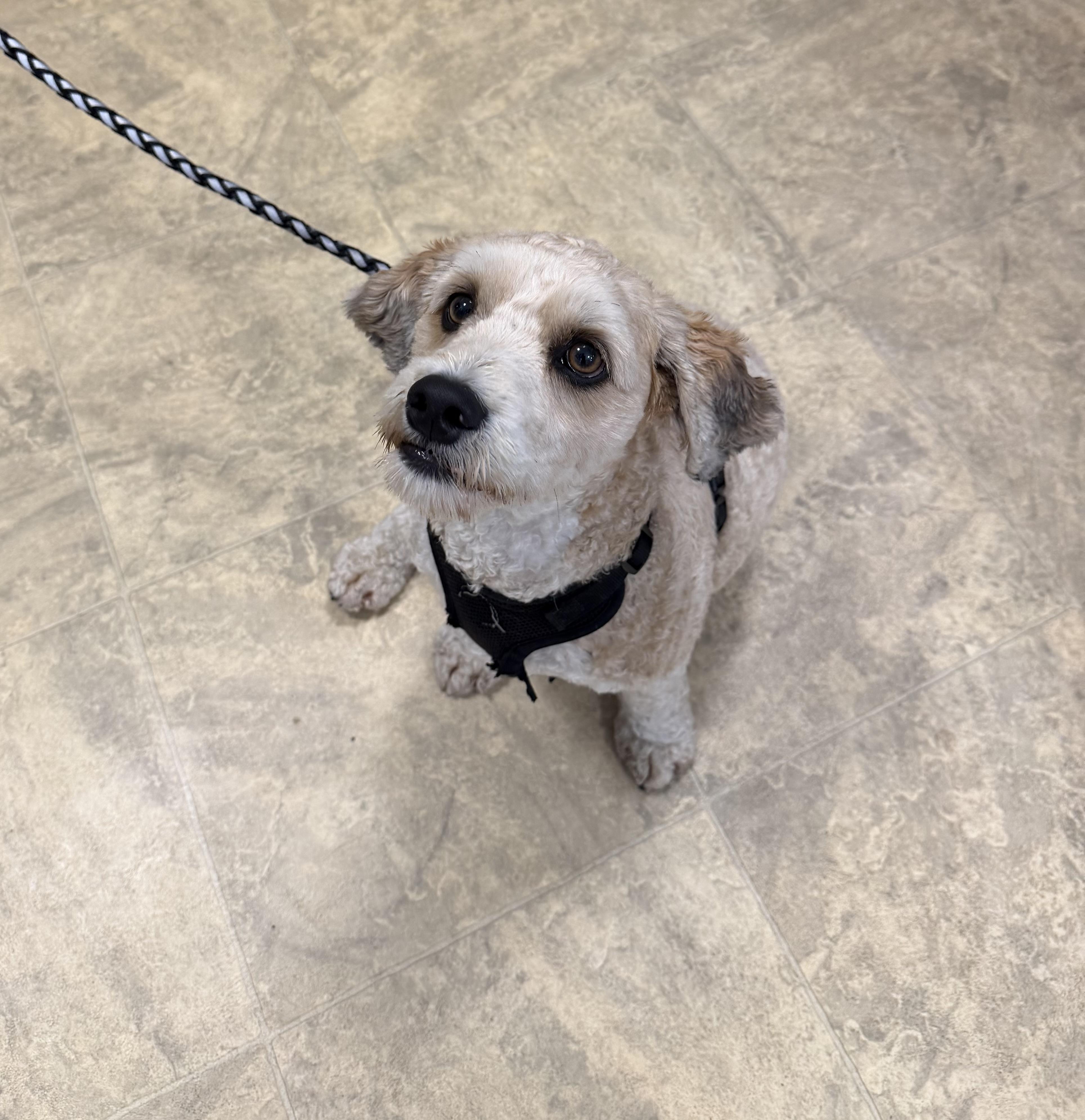 Peanut, ADOPTABLE, Young Male Goldendoodle.