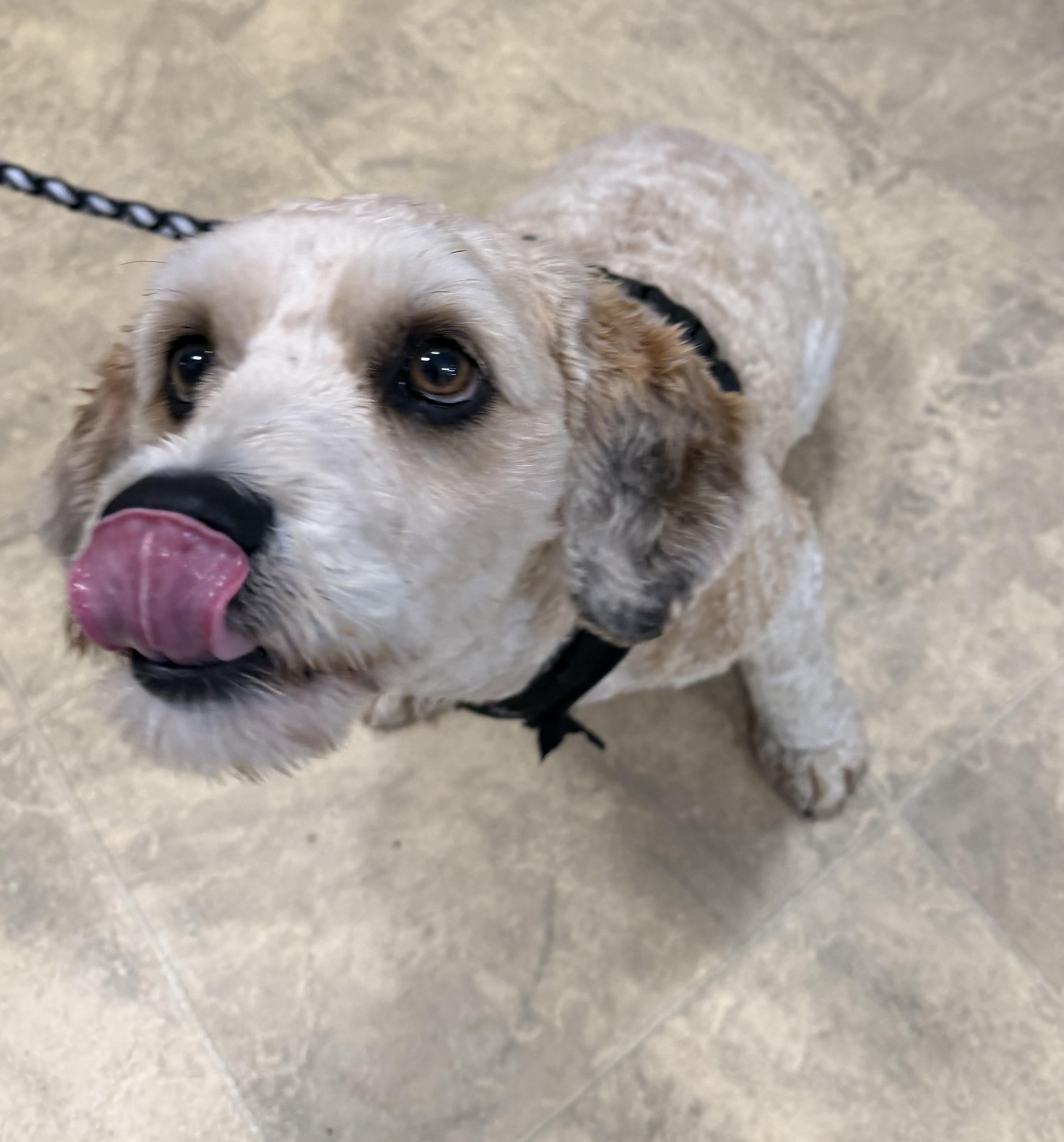 Peanut, a ADOPTABLE Goldendoodle in Chisholm, MN image 5/5