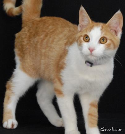 Enlarge Tricky, a Adoptable Domestic Short Hair in Newland, NC image 1/1
