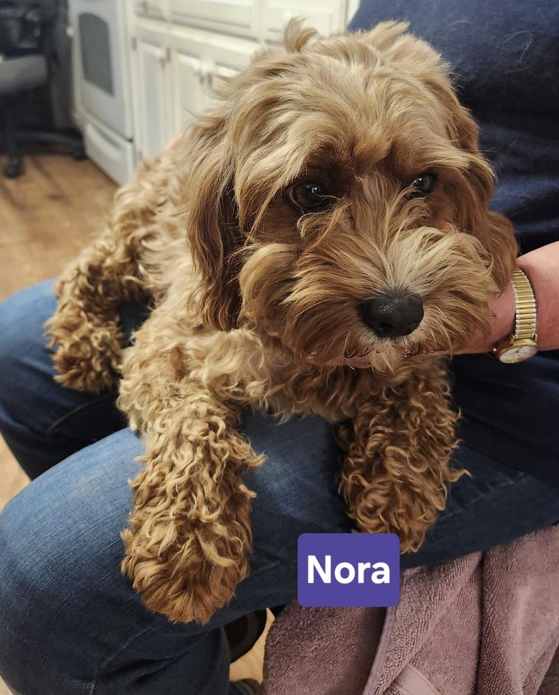 Enlarge Nora, a Adoptable mixed breed in East Greenville, PA image 1/6