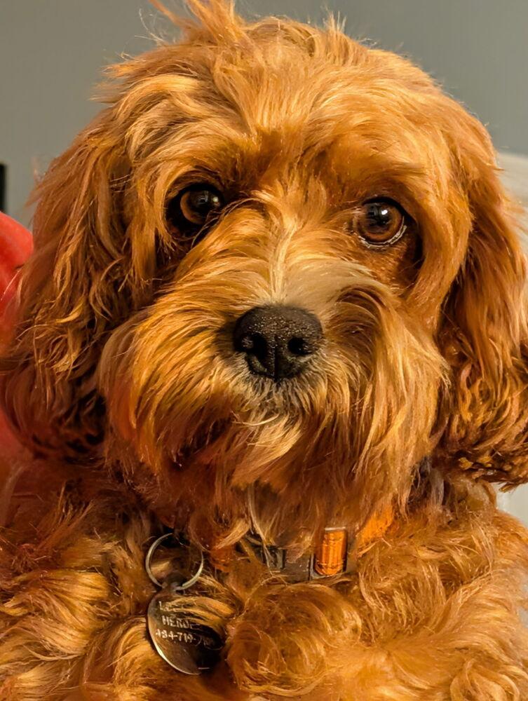 Enlarge Nora, a Adoptable mixed breed in East Greenville, PA image 2/6