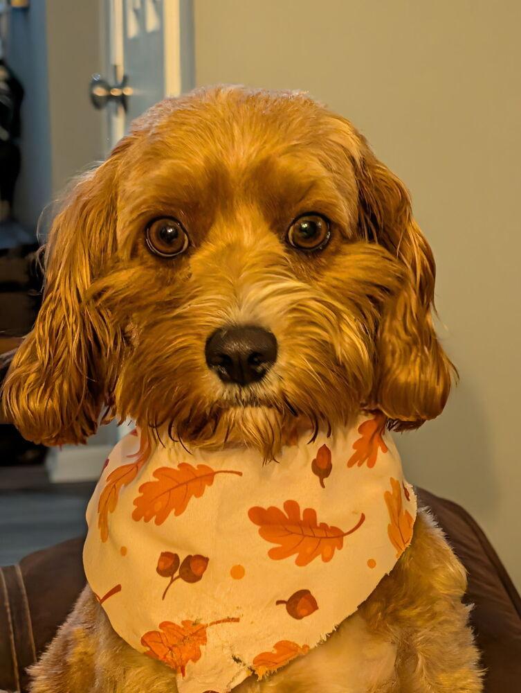 Enlarge Nora, a Adoptable mixed breed in East Greenville, PA image 5/6