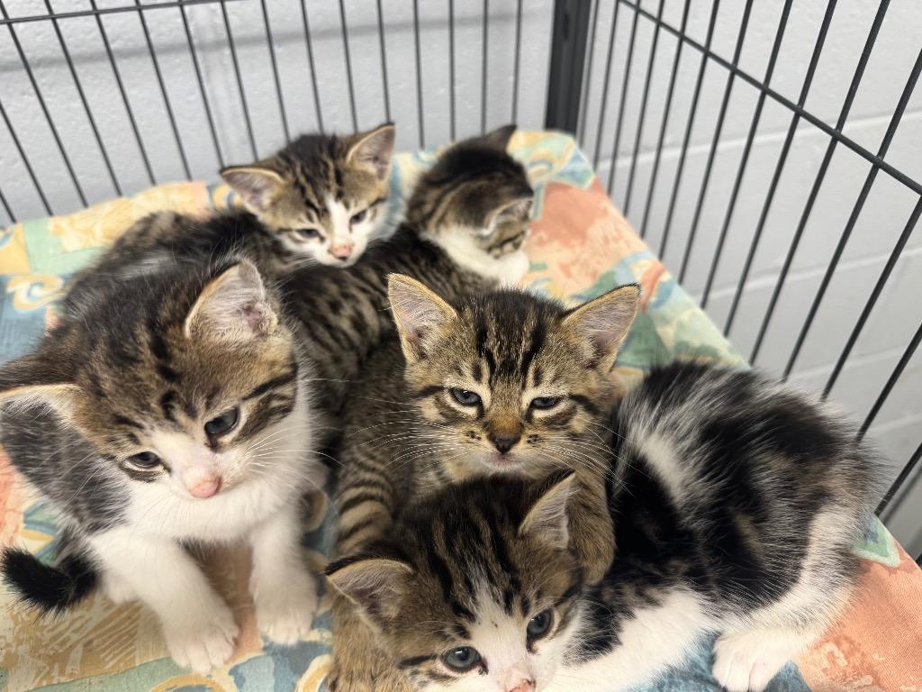 Tabby Litter of 5, Baby Female unknown