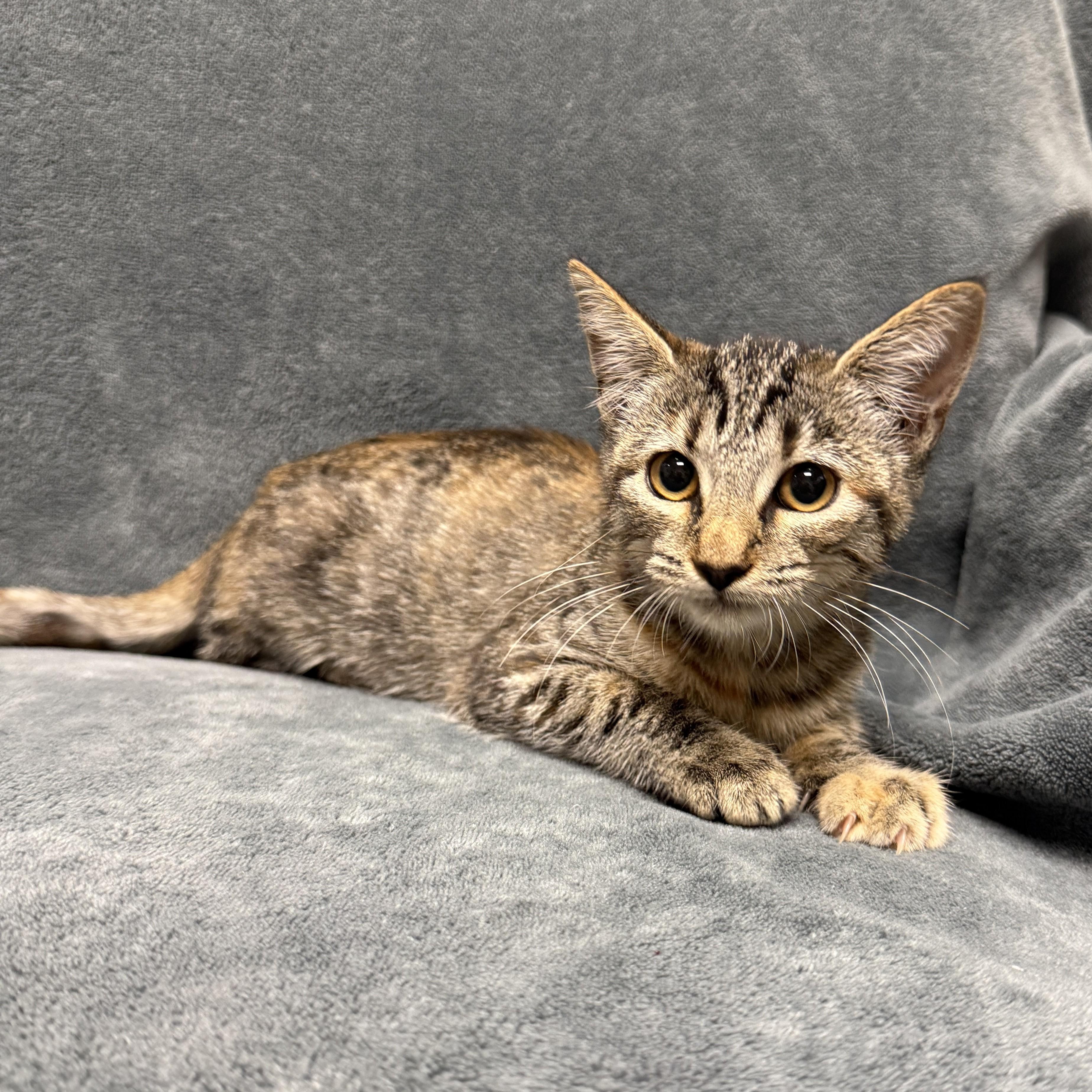 Enlarge Orange, a Adoptable mixed breed in Brenham, TX image 4/6