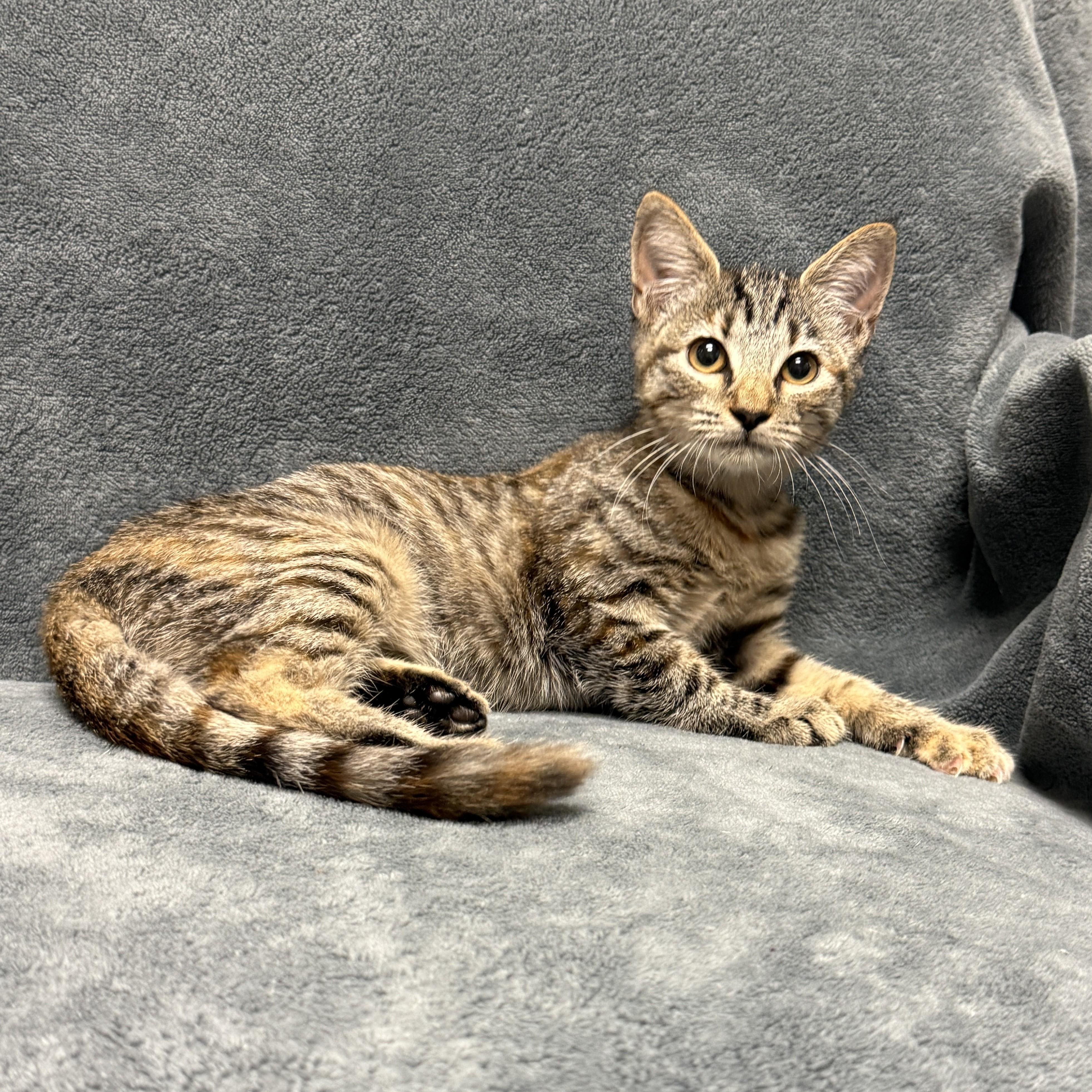 Enlarge Orange, a Adoptable mixed breed in Brenham, TX image 2/6