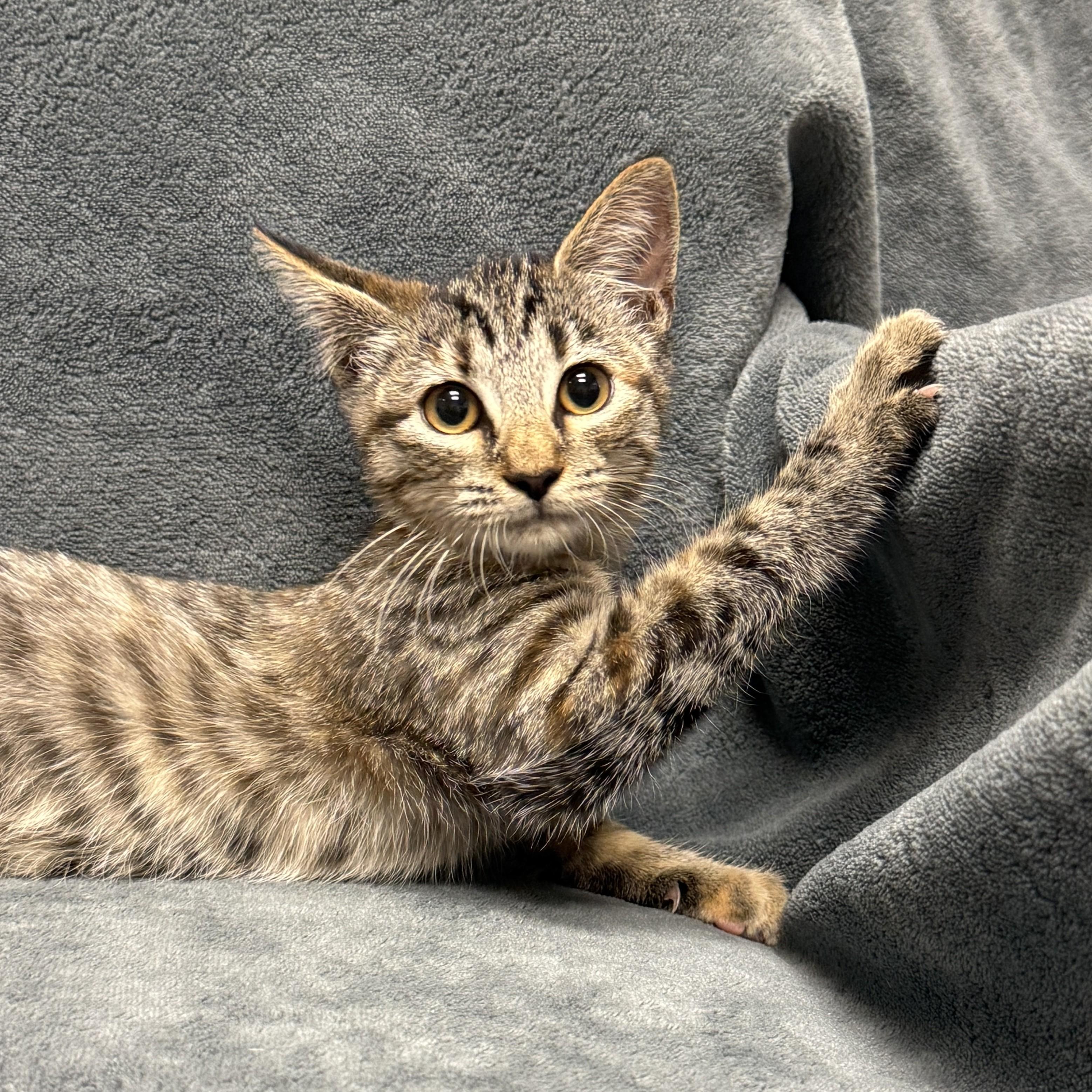 Enlarge Orange, a Adoptable mixed breed in Brenham, TX image 6/6
