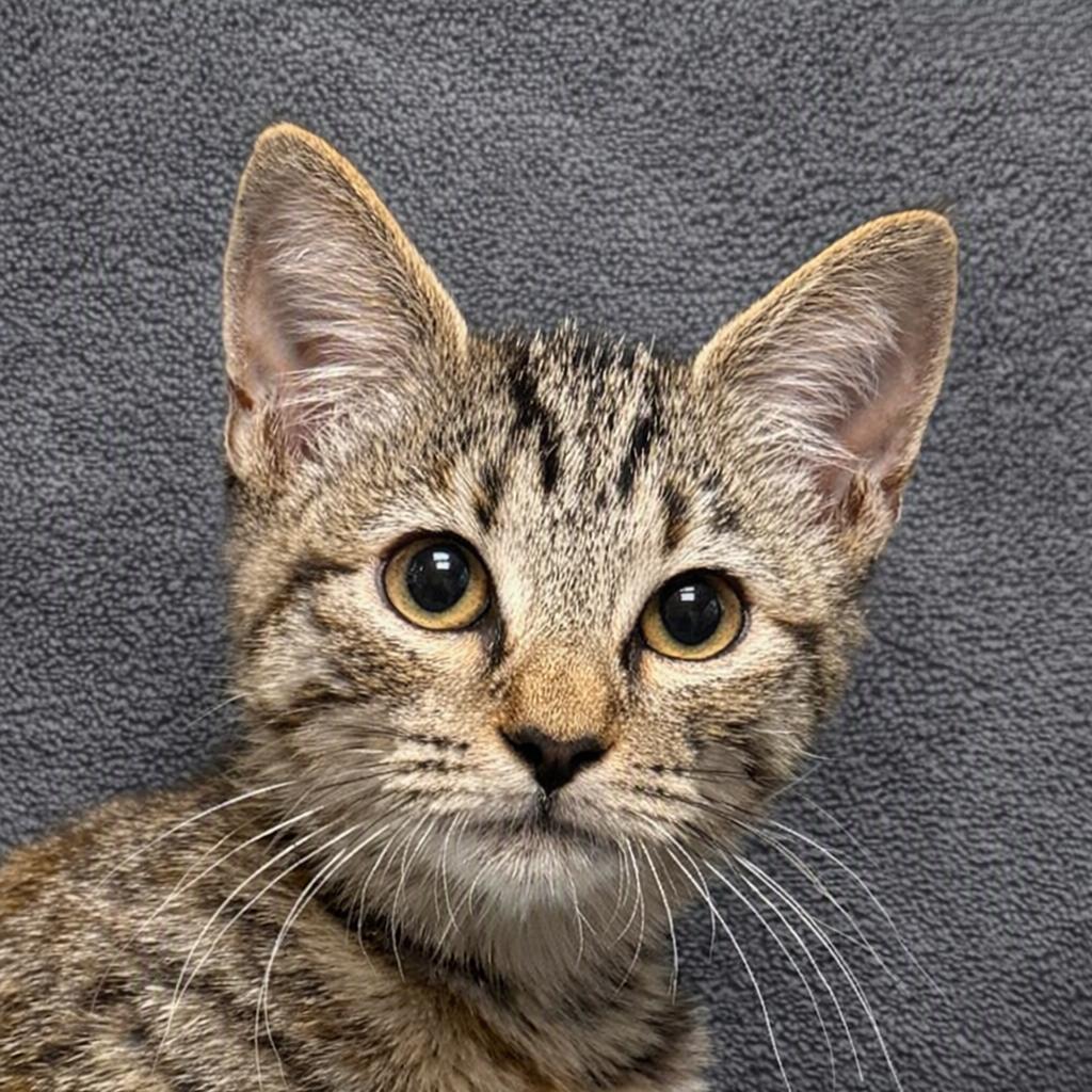 Enlarge Orange, a Adoptable mixed breed in Brenham, TX image 1/6