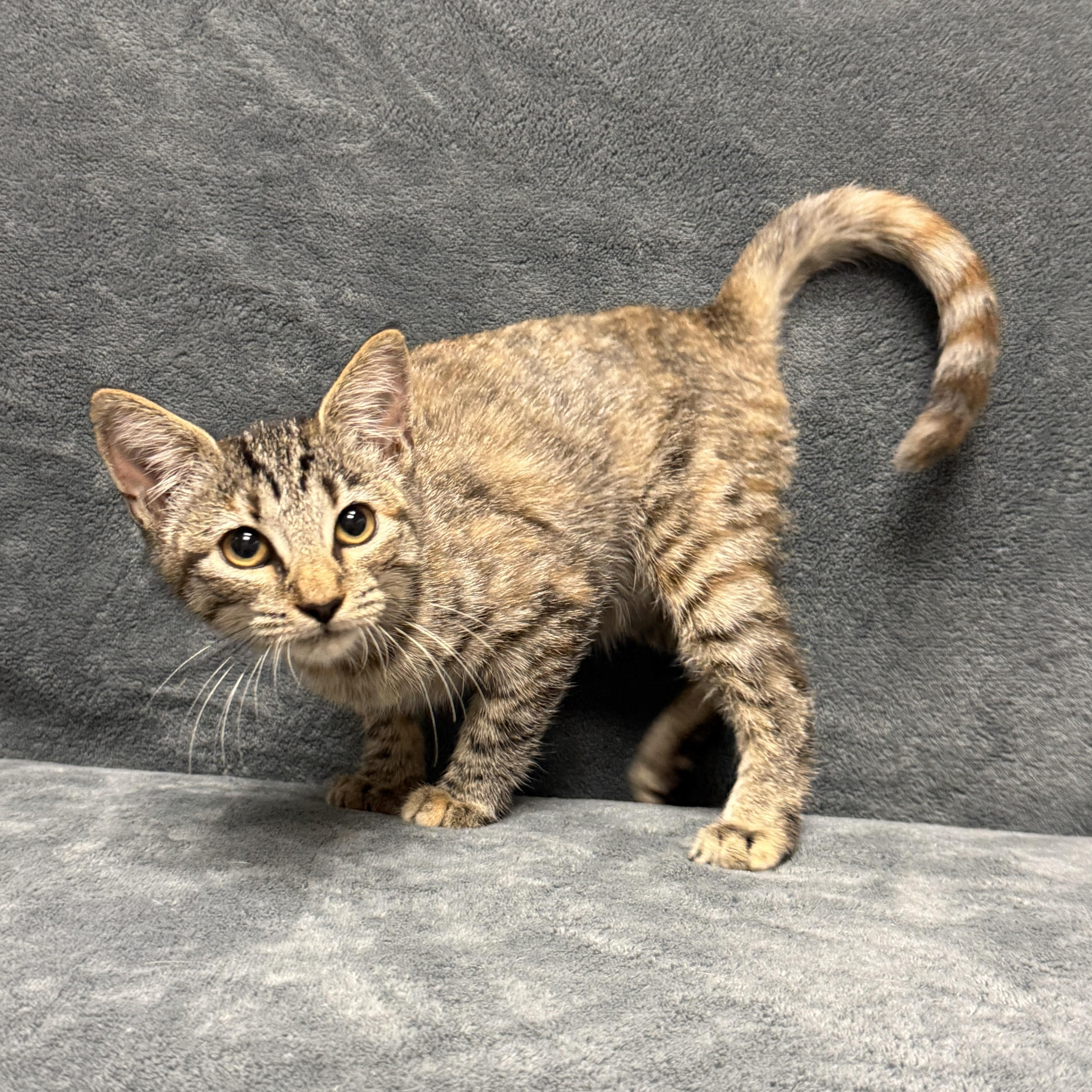 Enlarge Orange, a Adoptable mixed breed in Brenham, TX image 5/6