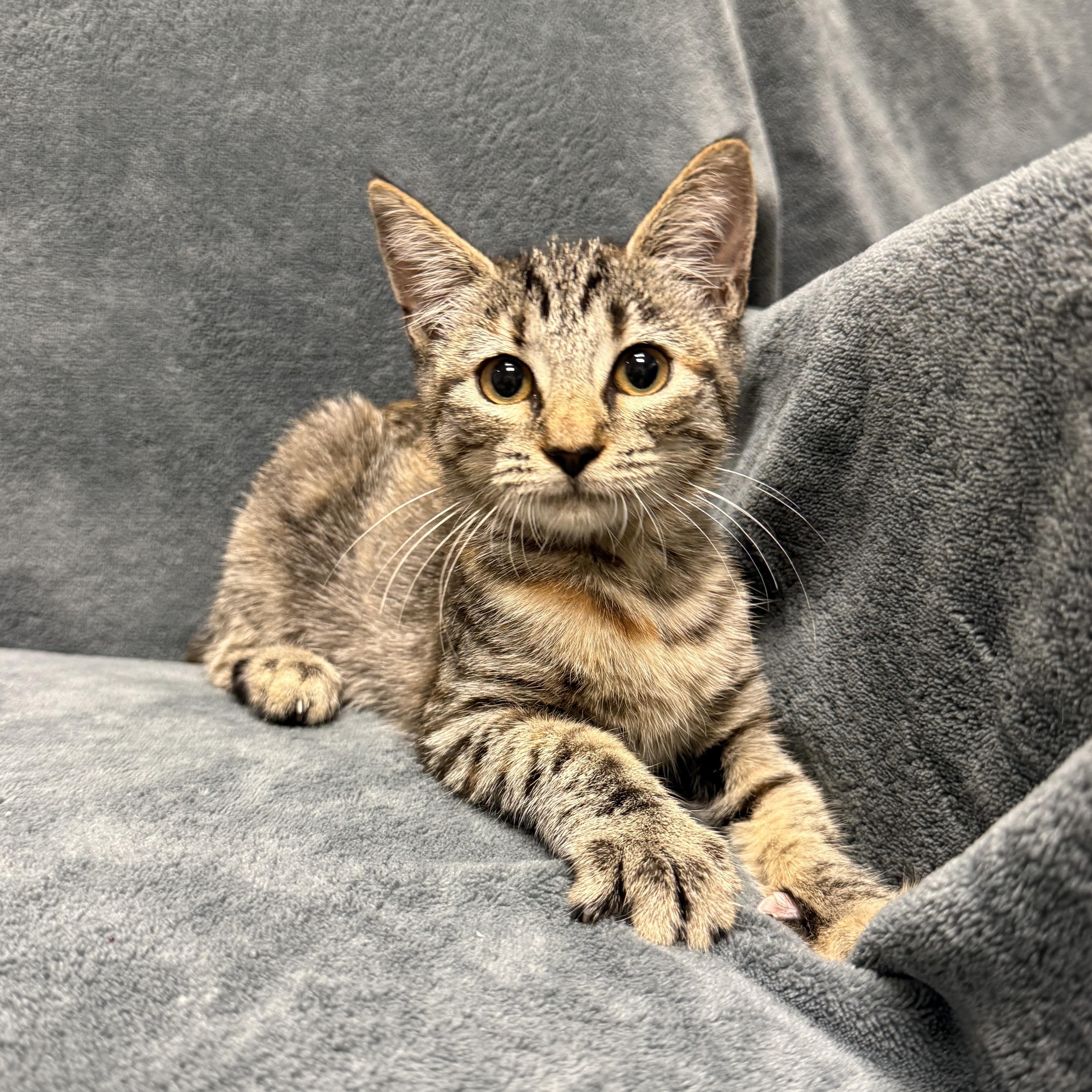 Enlarge Orange, a Adoptable mixed breed in Brenham, TX image 3/6