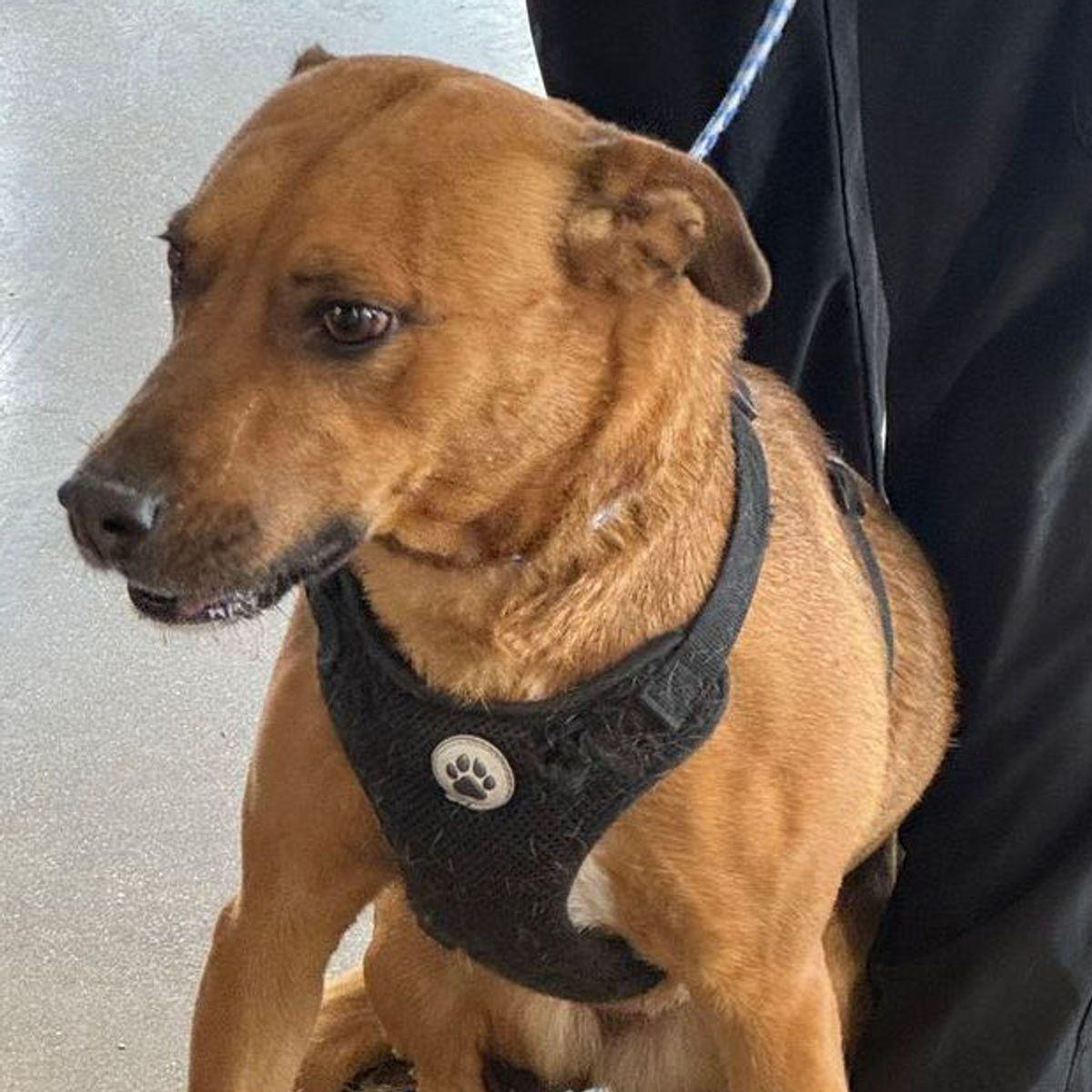 Gracie, Adoptable, Adult Female Cattle Dog & Shepherd.