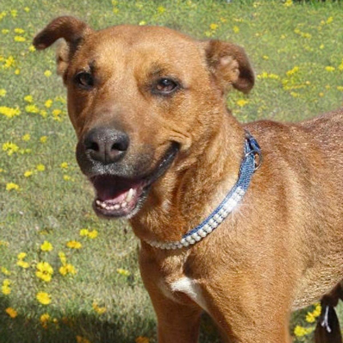 Enlarge Gracie, a Adoptable mixed breed in Kingman, AZ image 2/2