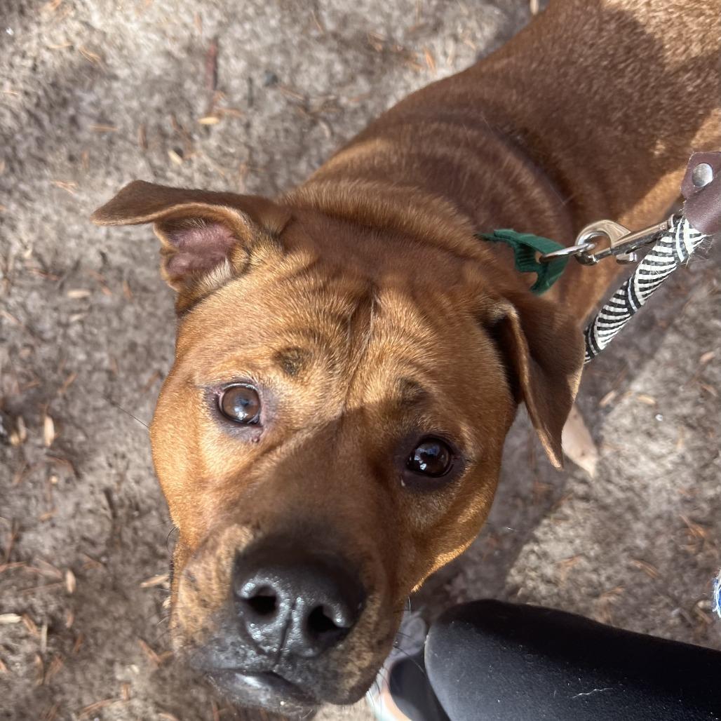 Ruby, a Adoptable mixed breed in Greensboro, NC image 2/6