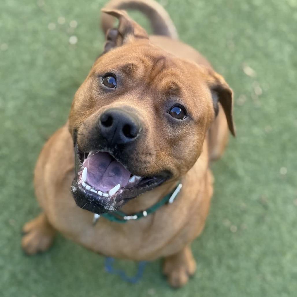 Ruby, a Adoptable mixed breed in Greensboro, NC image 3/6